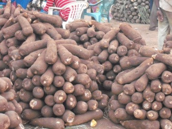 White Yam