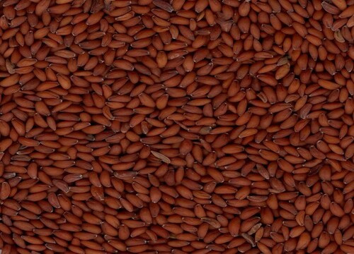 Asaliya Seeds