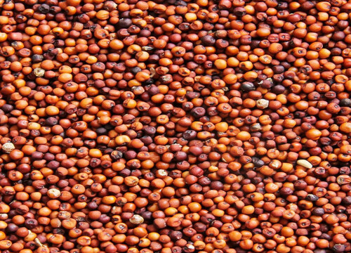Finger Millets(Ragi)