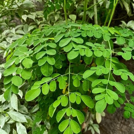Moringa Oleifera Organic Powder