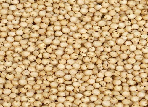 Sorghum(Jowar)