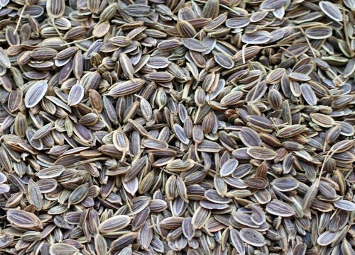 Dill Seeds