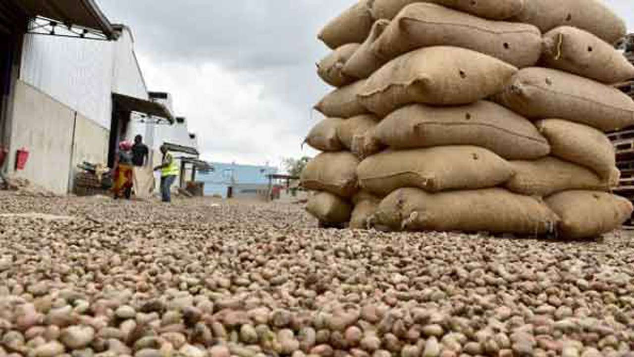 Ghanaian Cashew Nuts